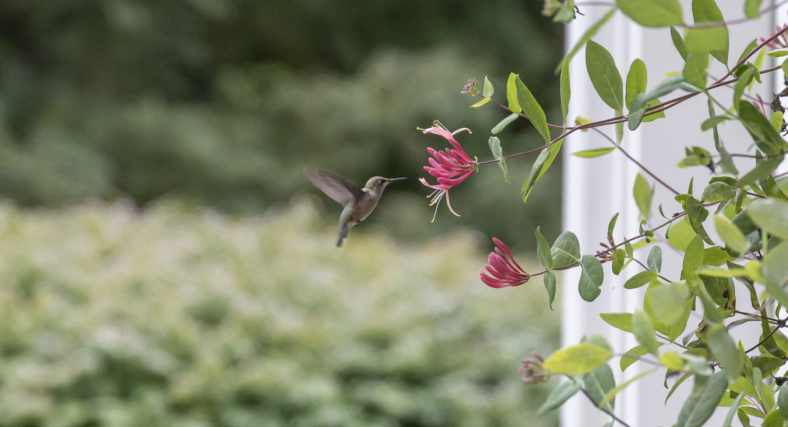 Hummingbird feeding at honeysuckle flowers in a Berkshires garden